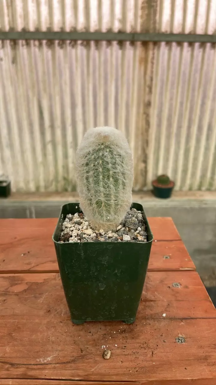 plant/Ps599 Espostoa melanostele inermis-1