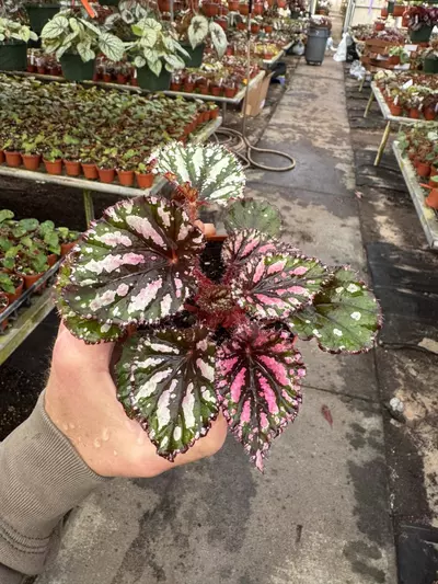 plant/Begonia Lacey clossom 4” pot growers choice-3-thumbnail