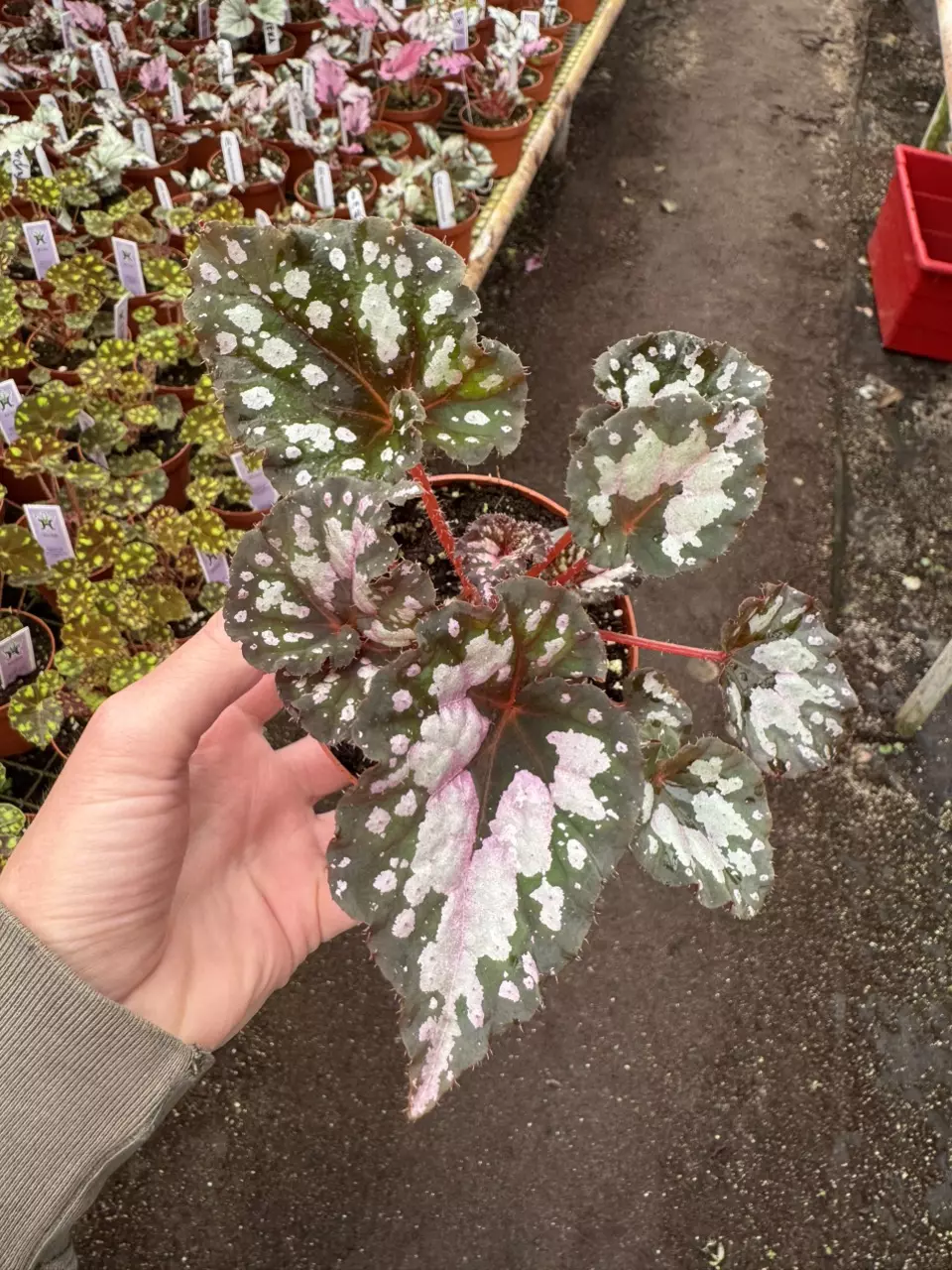 plant/Begonia Harmony’s twisted sister 4” pot growers choice-1