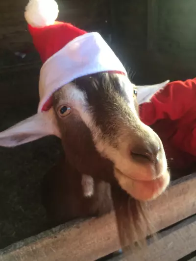 plant/Holidays Hoya Hook Up Bundle-0-thumbnail