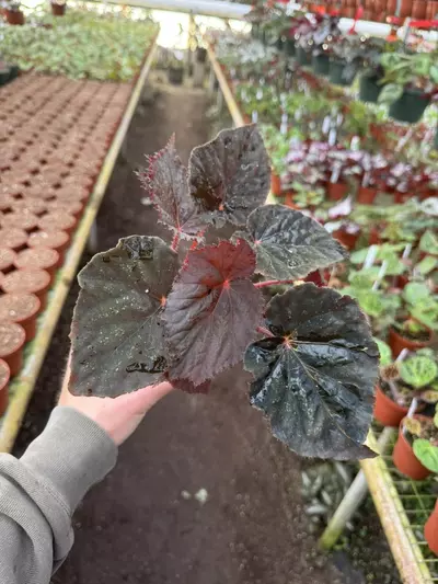 plant/Begonia taconite 4” pot growers choice-1-thumbnail