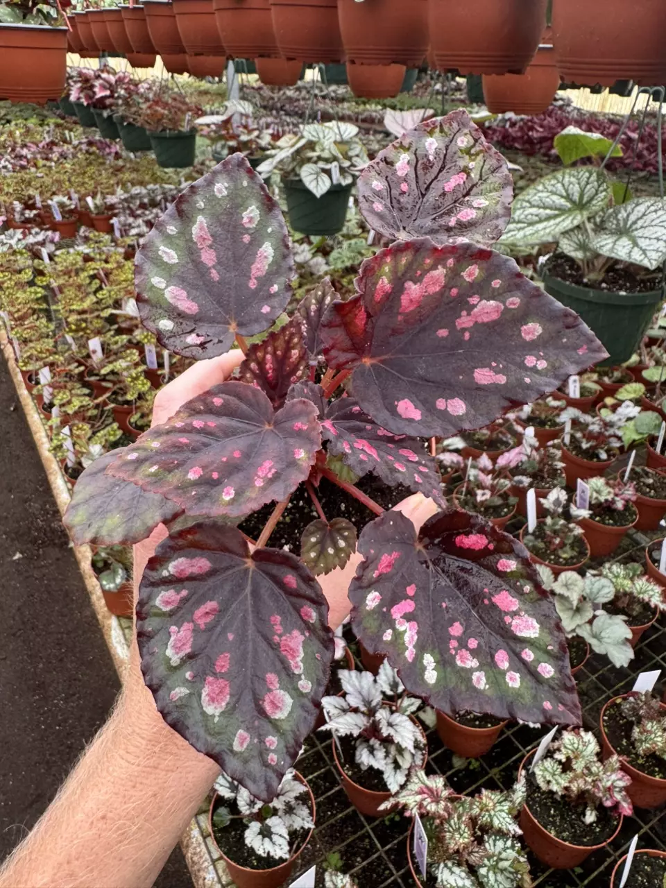 plant/Begonia Harmony’s red hots 4” pot growers choice-0