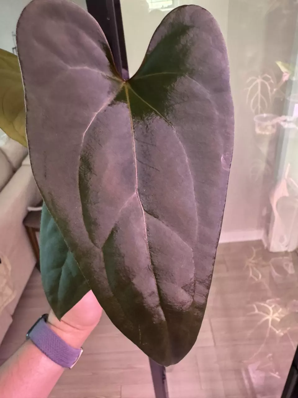 plant/AOS X Mr. WW weirdo-0