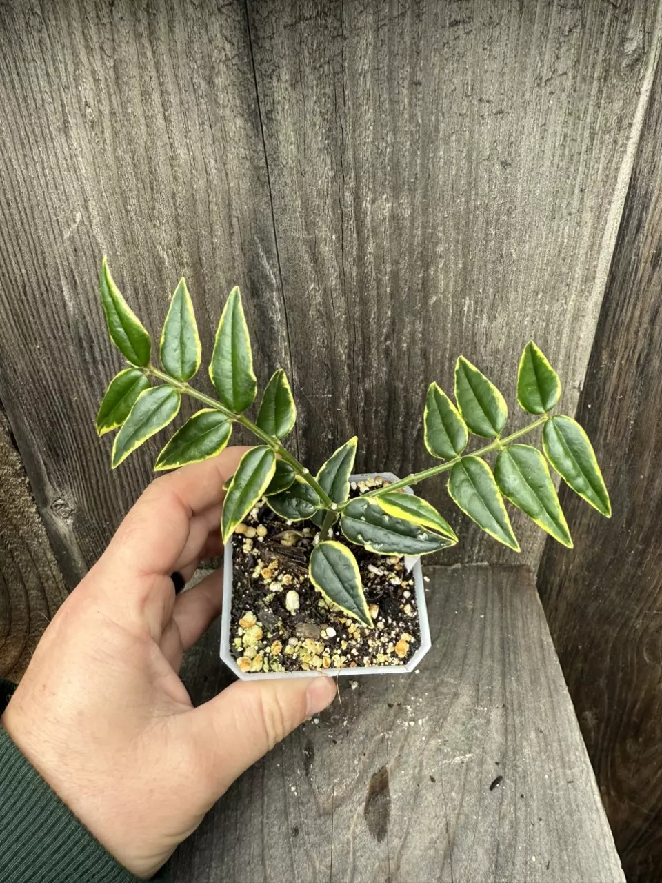 plant/Hoya Bella outer variegated-1