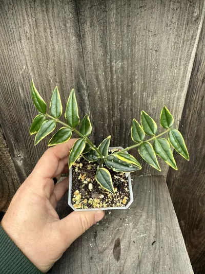 plant/Hoya Bella outer variegated-1-thumbnail