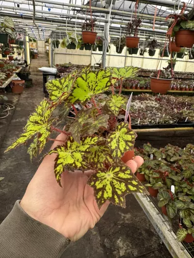 plant/Begonia phoes cleo 4” pot growers choice-4-thumbnail