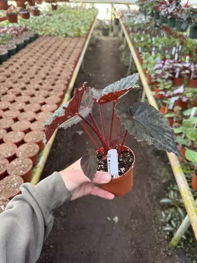 plant/Begonia taconite 4” pot growers choice-5-thumbnail