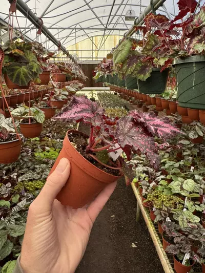 plant/Harmony’s begonia cherry bomb 4” pot growers choice-4-thumbnail