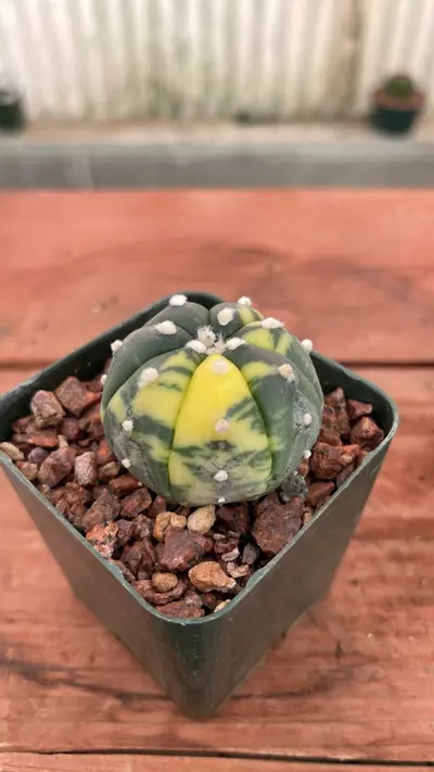 plant/Ps525 astrophytum asterias variegated-0-thumbnail