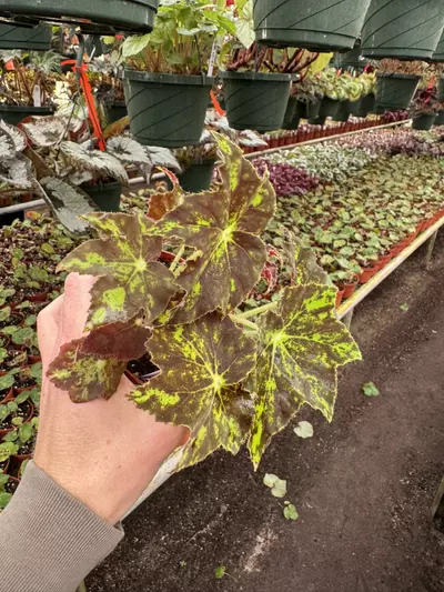 plant/Begonia phoes butterscotch 4” pot growers choice-2-thumbnail