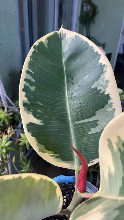 plant/Tineke Ficus “Indian Rubber Variegated”-1-thumbnail