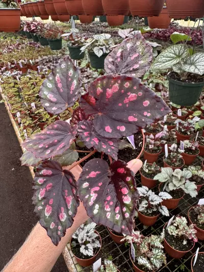 plant/Begonia Harmony’s red hots 4” pot growers choice-2-thumbnail
