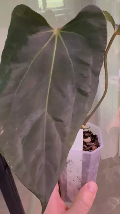 plant/Dark Phoenix x Dorito Port-1-thumbnail