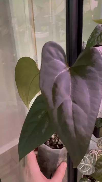 plant/AOS X Mr. WW weirdo-1-thumbnail