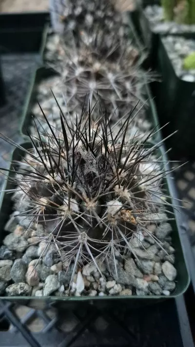 plant/C15 Neoporteria violaciflora-0-thumbnail