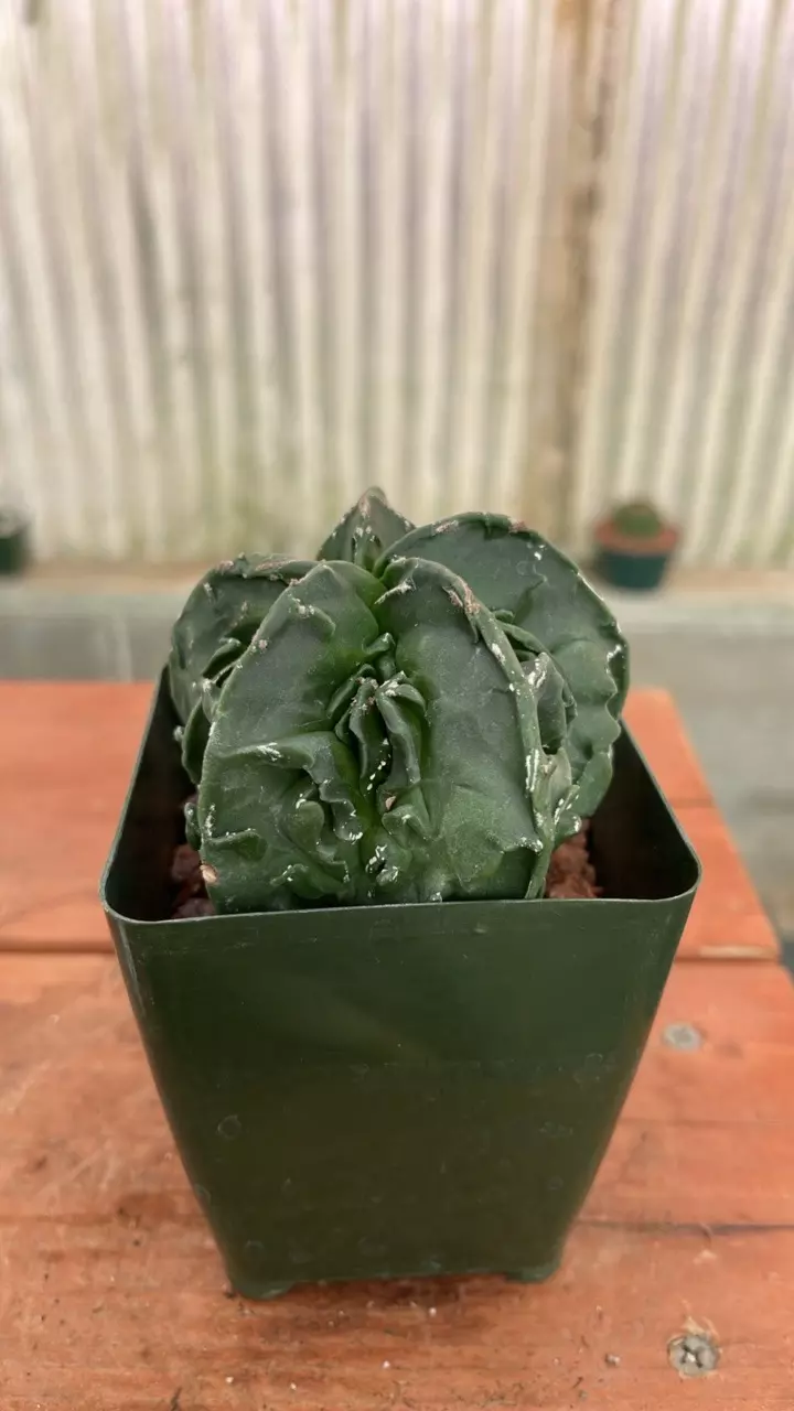 plant/Ps526 astrophytum fukuryu-0