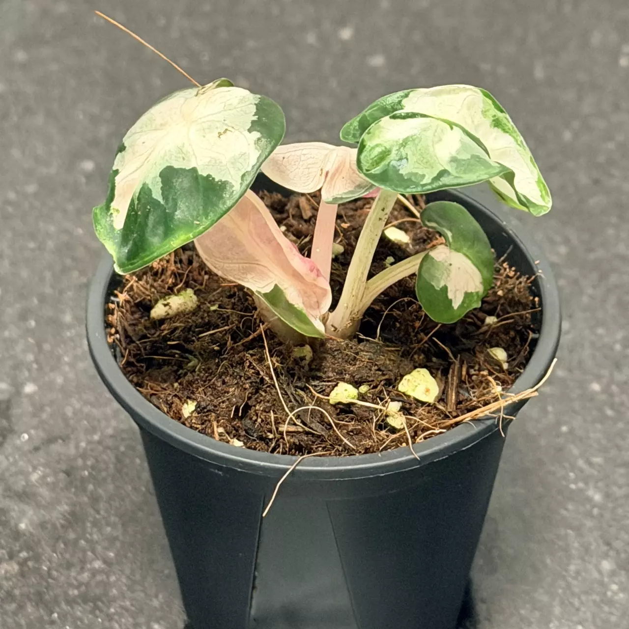 plant/Alocasia Pink Balloon Heart-4