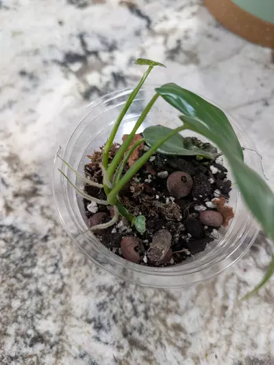 plant/Philo Horses heads-1-thumbnail