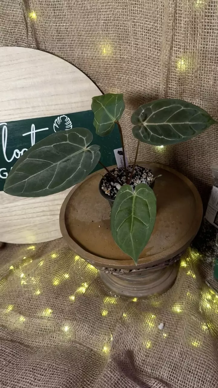 plant/A. Blue Pap x Michelle-6