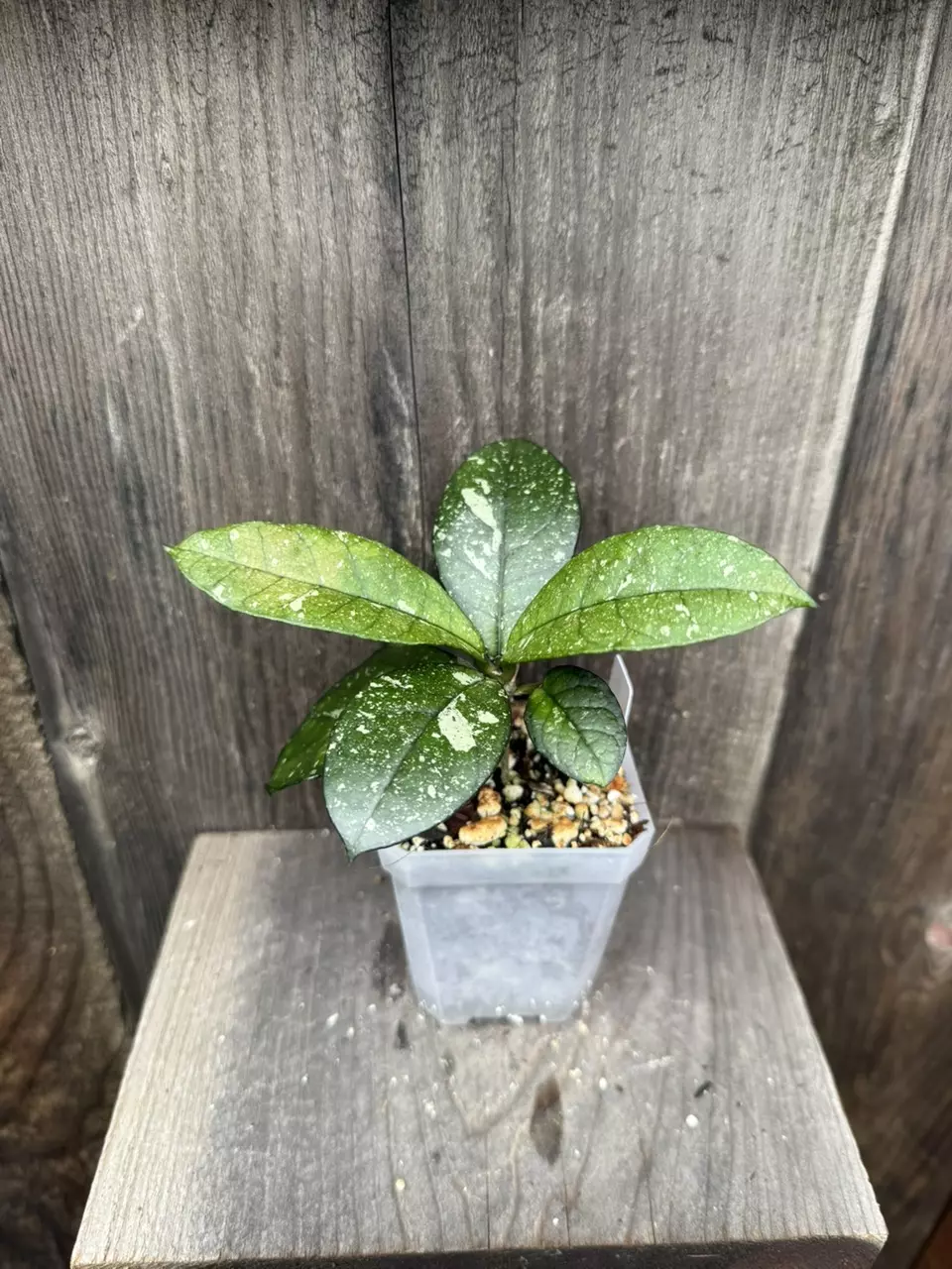 plant/Hoya crassipetiolata Splash-0