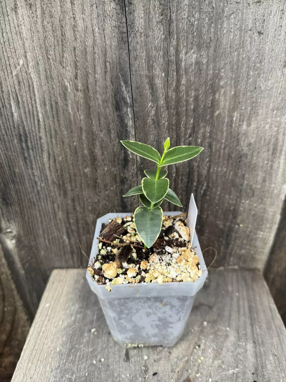 plant/Hoya cumingiana albo-0