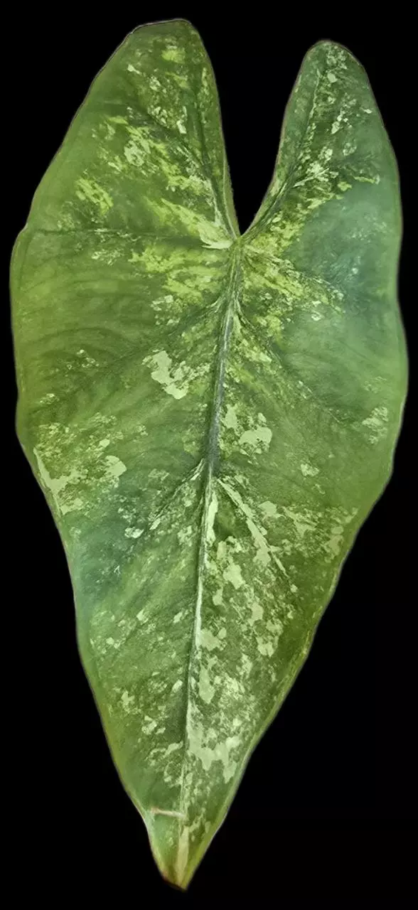 plant/Alocasia Eplithica Albo corm-1