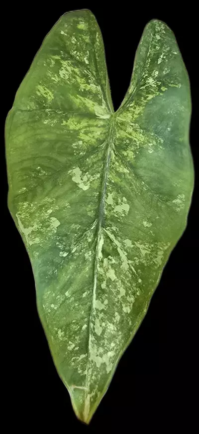 plant/Alocasia Eplithica Albo corm-1-thumbnail