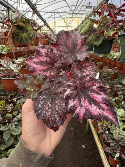 plant/Harmony’s begonia cherry bomb 4” pot growers choice-2-thumbnail