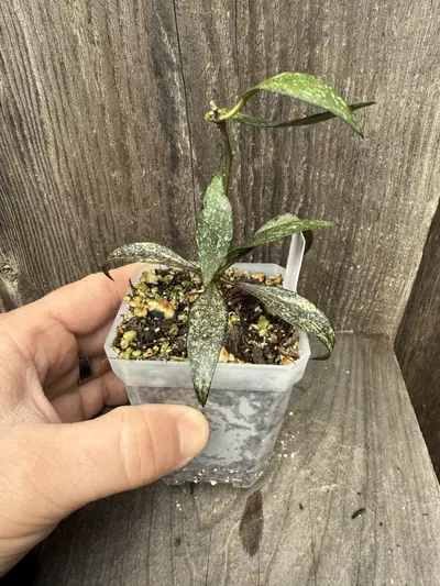 plant/Hoya parviflora-1-thumbnail