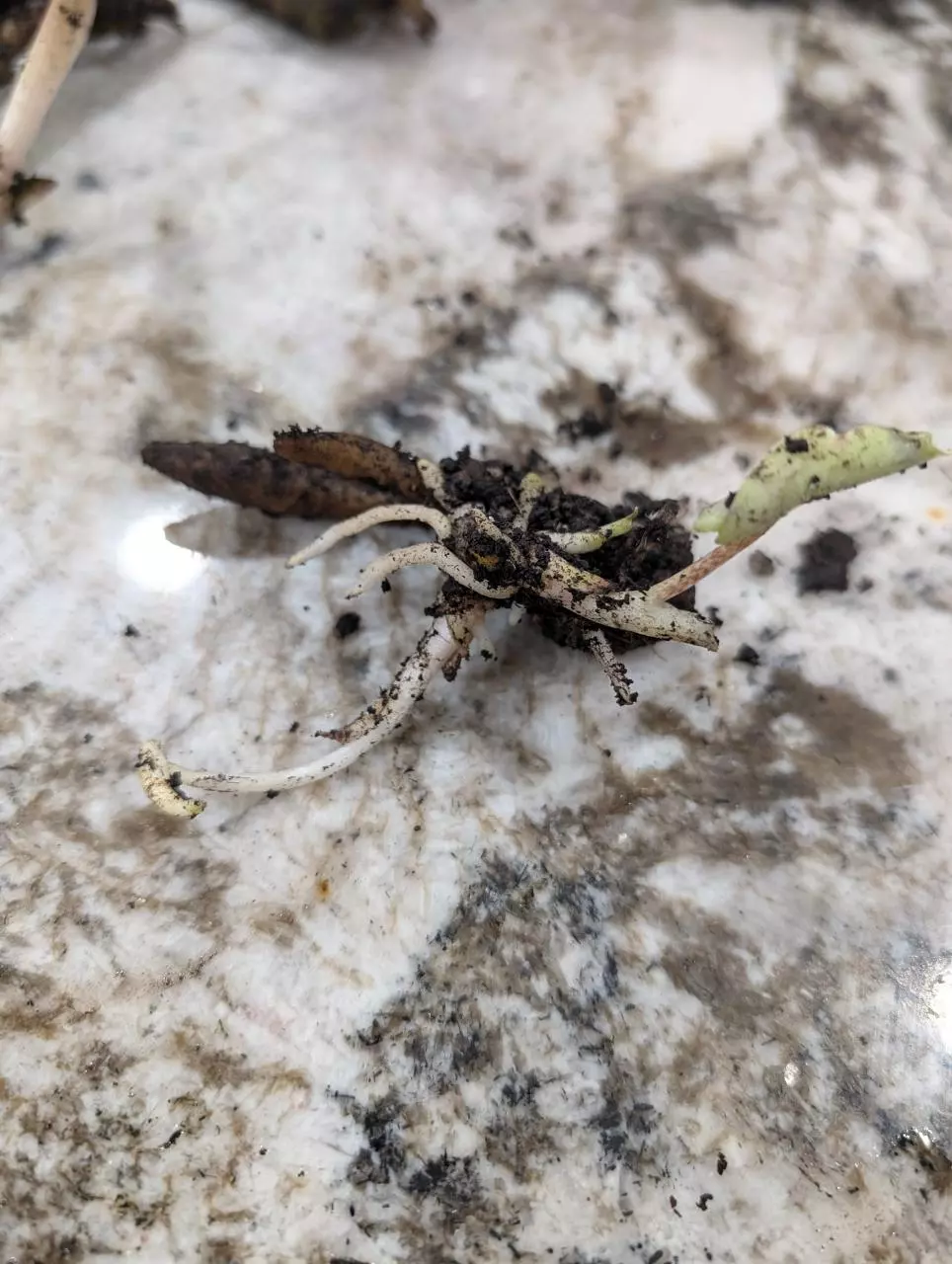 plant/Stylochaeton Bogneri RHIZOME CLUSTER #4-0