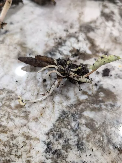 plant/Stylochaeton Bogneri RHIZOME CLUSTER #4-0-thumbnail