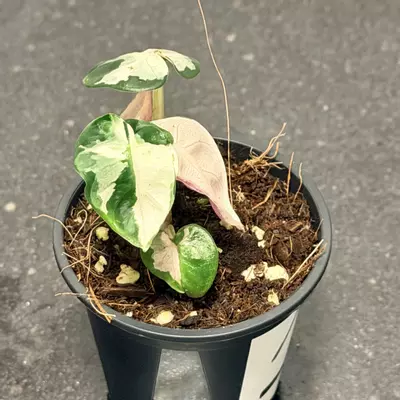 plant/Alocasia Pink Balloon Heart-1-thumbnail