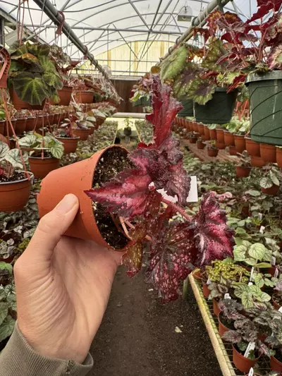 plant/Harmony’s begonia cherry bomb 4” pot growers choice-3-thumbnail