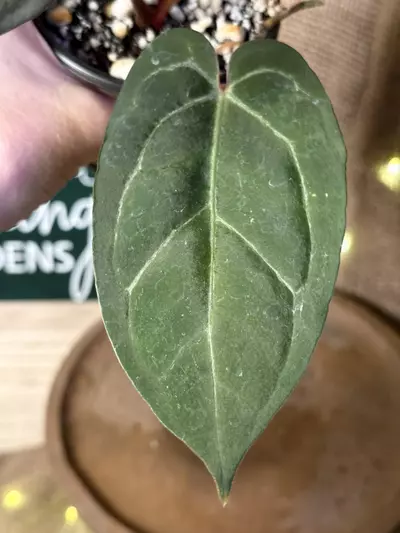 plant/A. Blue Pap x Michelle-3-thumbnail