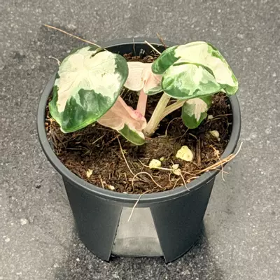 plant/Alocasia Pink Balloon Heart-2-thumbnail