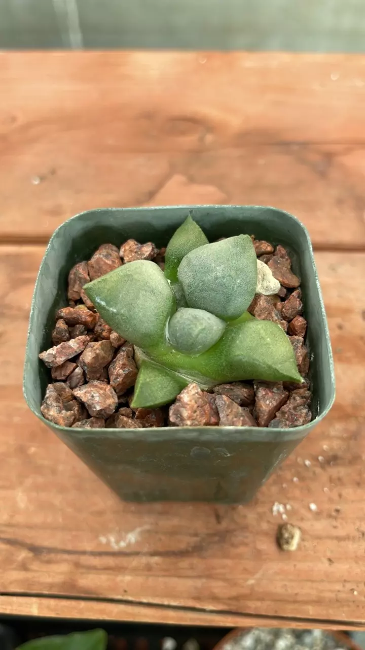 plant/Ps598 ariocarpus lloydii-0