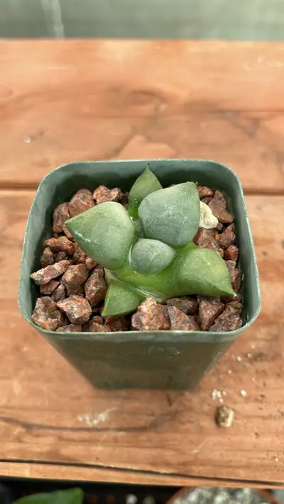 plant/Ps598 ariocarpus lloydii-0-thumbnail