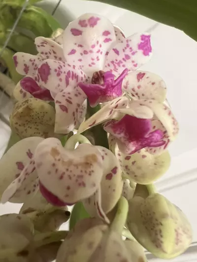 plant/Rhynchostylis gigantea spots b52 - in full bloom as of 12/10-3-thumbnail