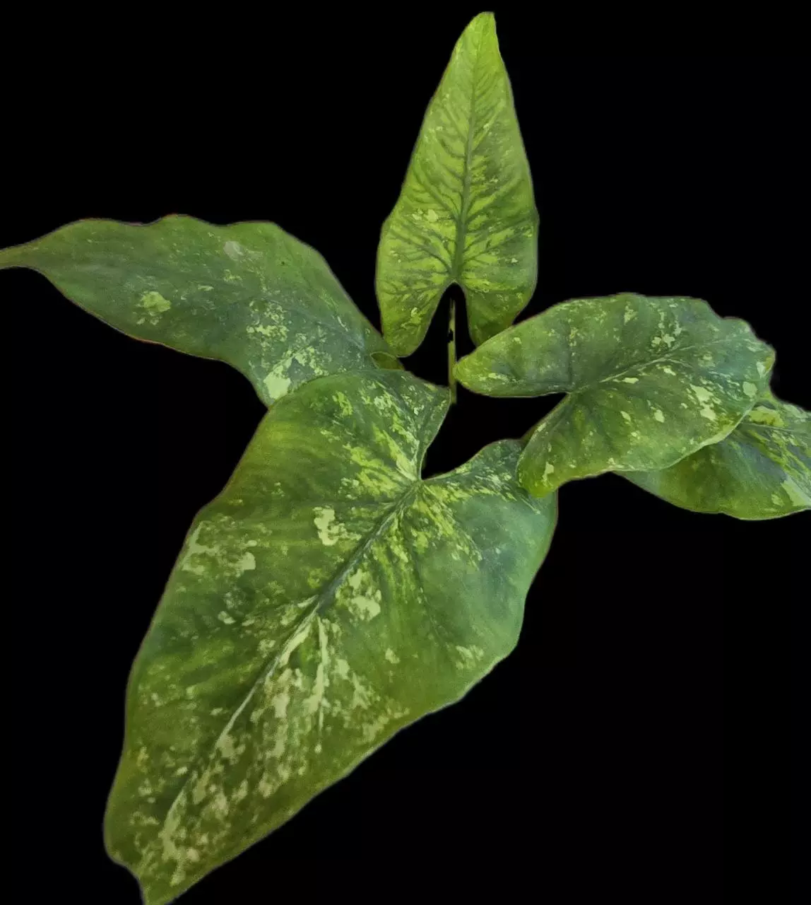 plant/Alocasia Eplithica Albo corm-0