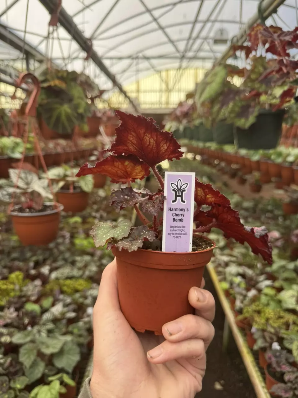 plant/Harmony’s begonia cherry bomb 4” pot growers choice-5