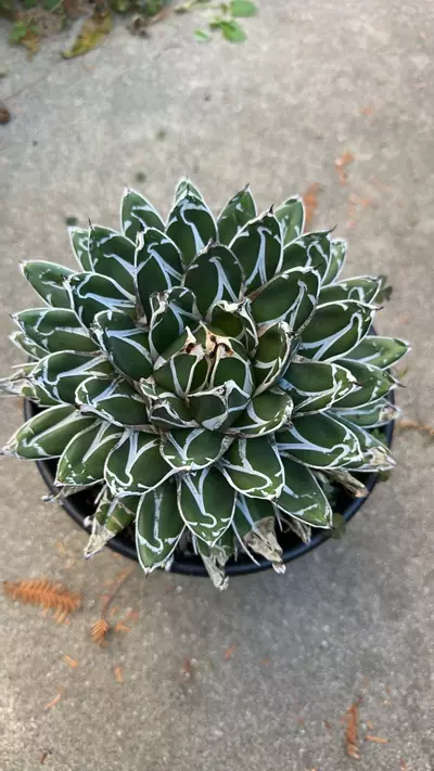 plant/Agave Victoria Regina-0-thumbnail