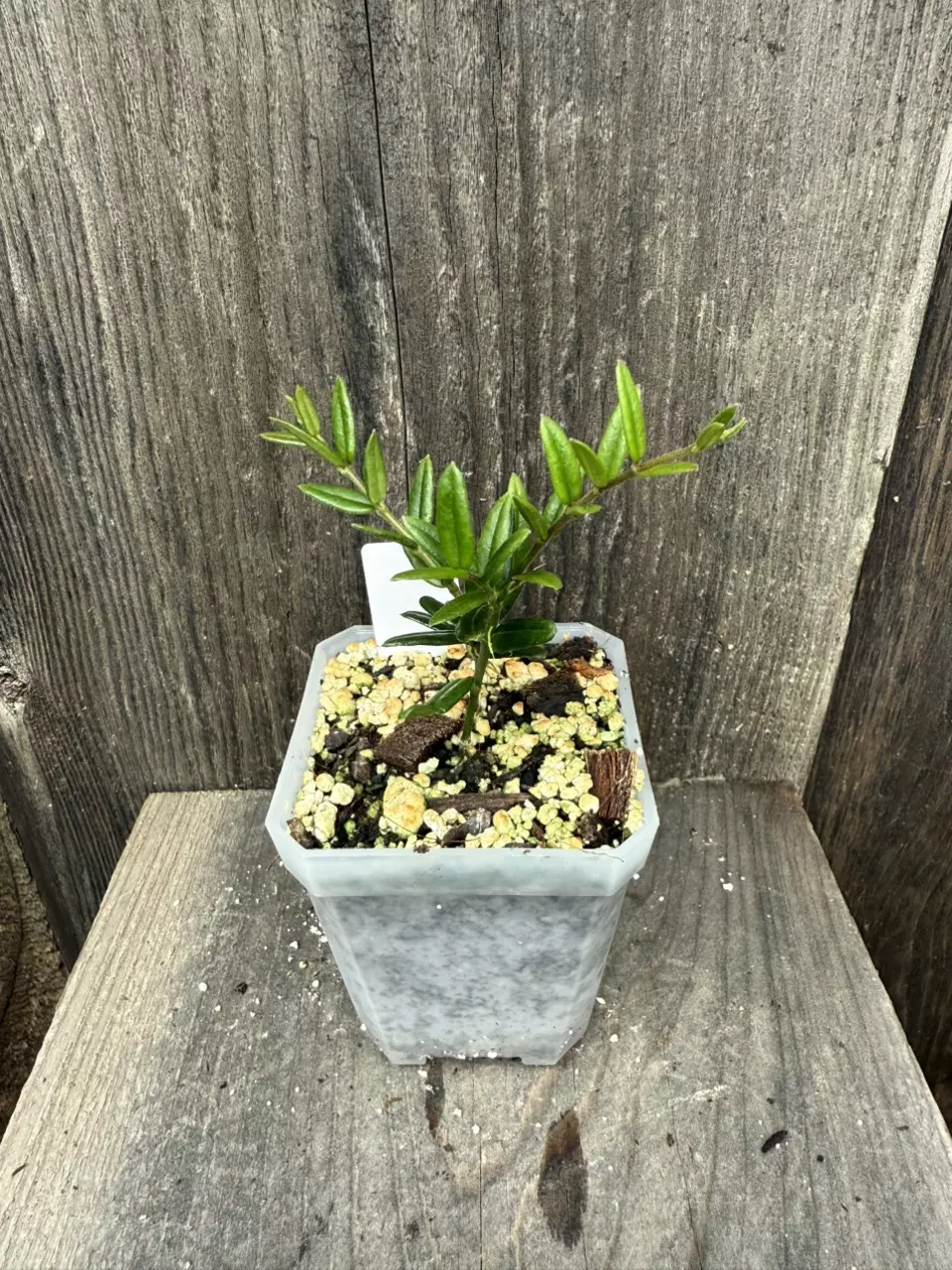 plant/Hoya engleriana-0