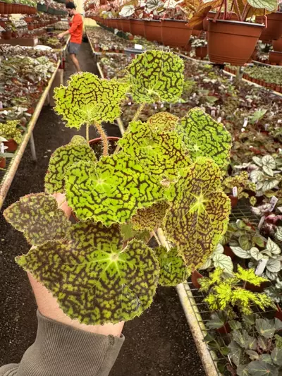 plant/Begonia deco checks 4” pot growers choice-3-thumbnail