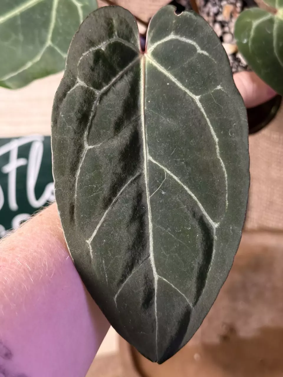 plant/A. Blue Pap x Michelle-1