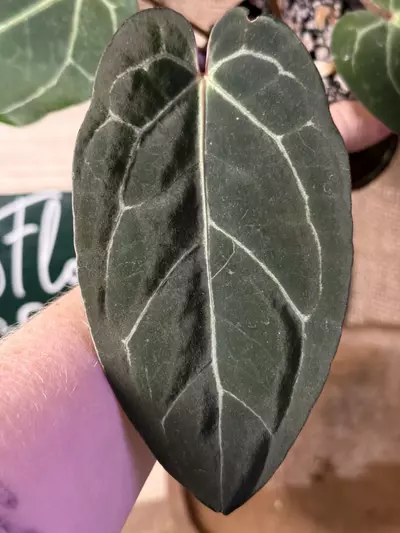 plant/A. Blue Pap x Michelle-1-thumbnail