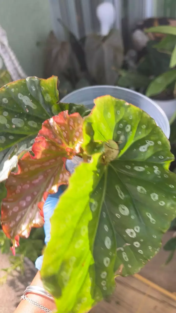 plant/Begonias Angel wing-2