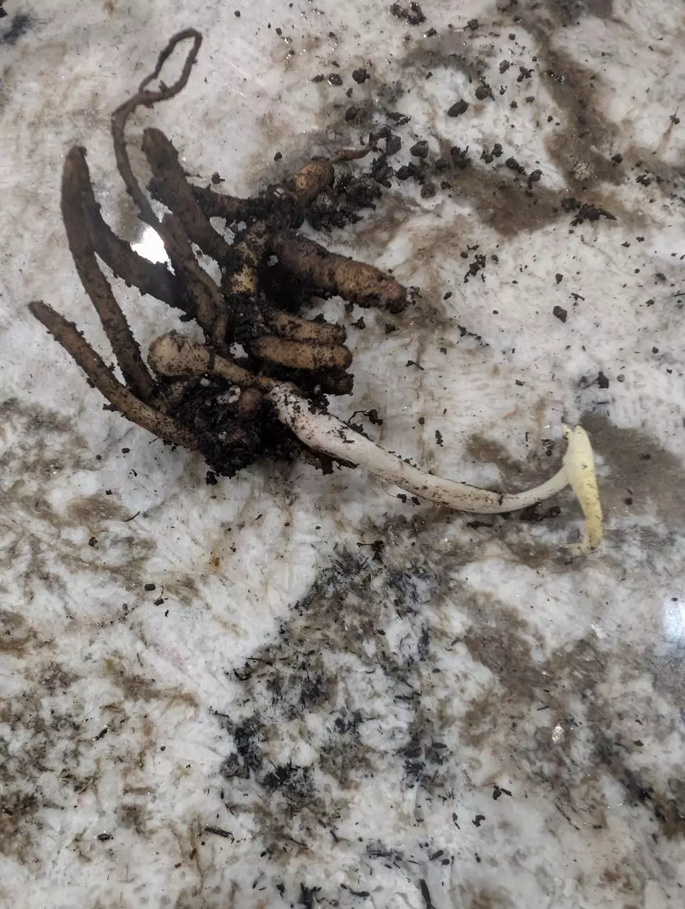 plant/Stylochaeton Bogneri RHIZOME CLUSTER #5-0