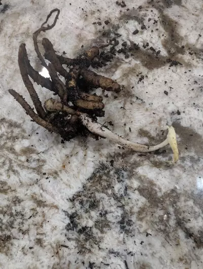 plant/Stylochaeton Bogneri RHIZOME CLUSTER #5-0-thumbnail