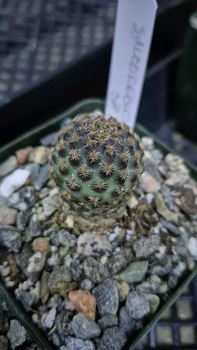 plant/C17 Sulcorebutia sp.-0-thumbnail