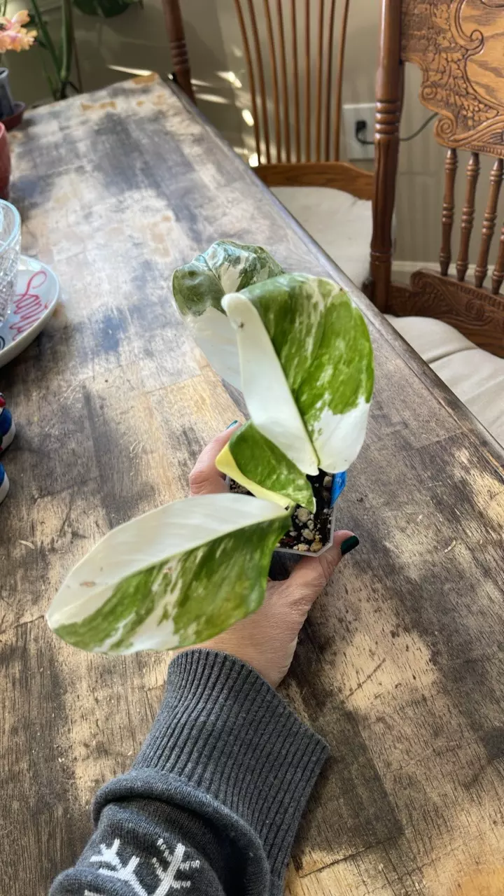 plant/#102 Monstera Lechleriana-1